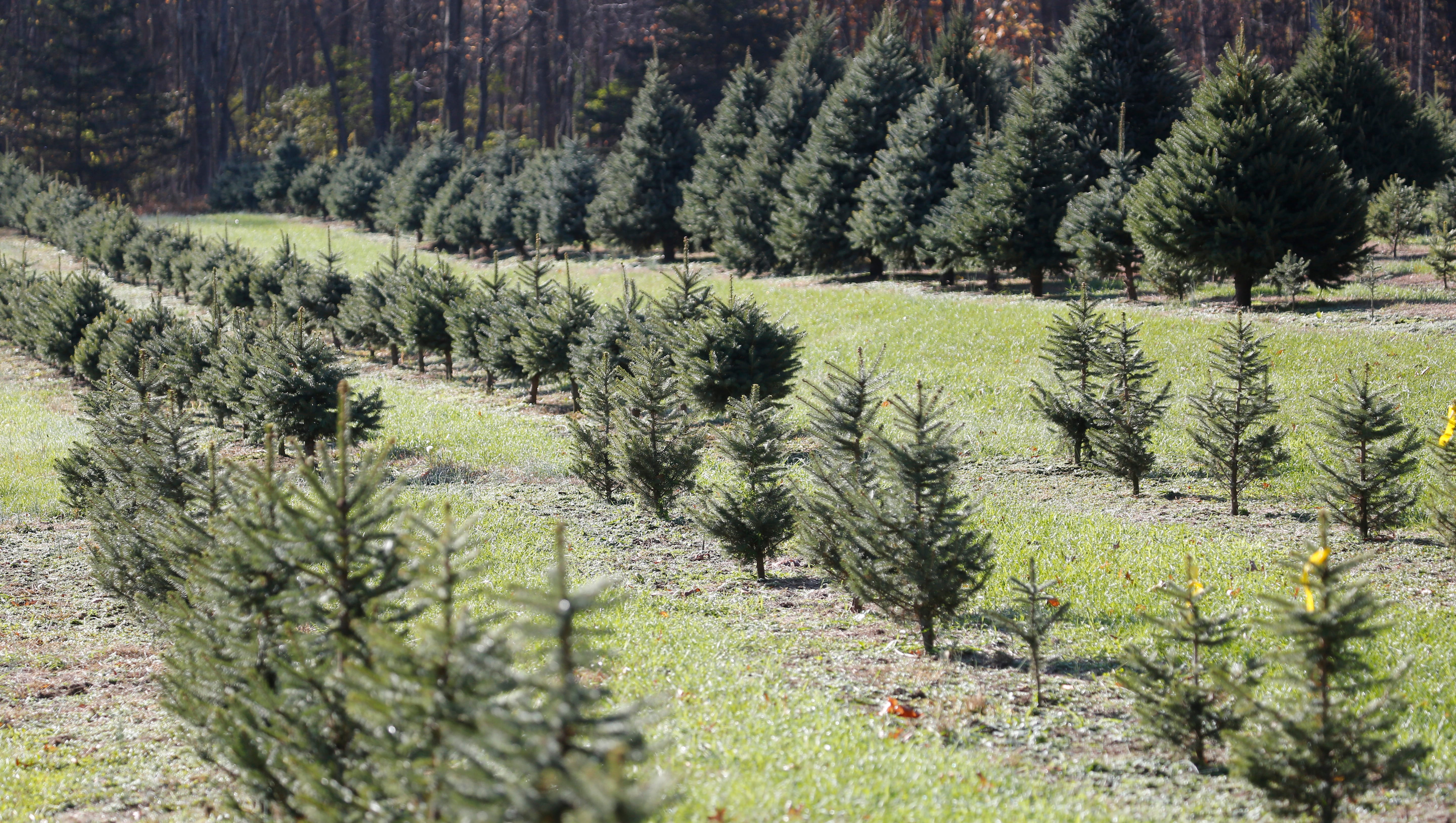 Where to find farms in the Hudson Valley to cut down a Christmas tree