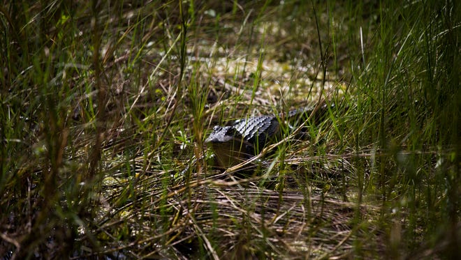 A baby alligator sits in the sun during a tour at the Corkscrew Swamp Sanctuary in Naples in this file photograph. Collier County deputies arrested a man during a traffic stop in which they found drugs, guns and a baby alligator on Friday, April 8, 2022.