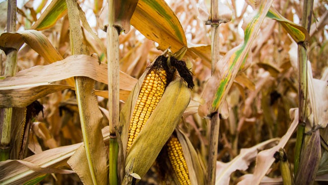 In 2016, nearly half of Iowa's 23 million acres of farmland was planted in field corn.