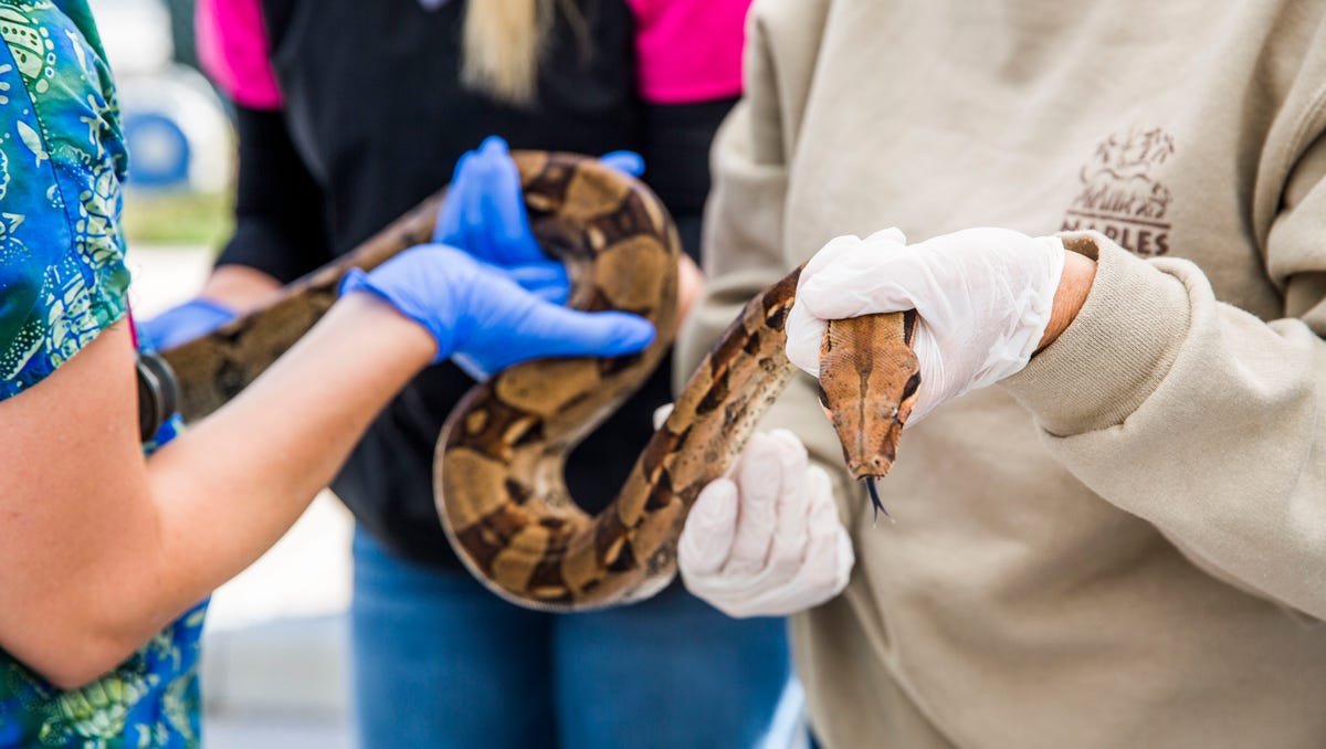See The Types Of Exotic Pets Legal In New Jersey