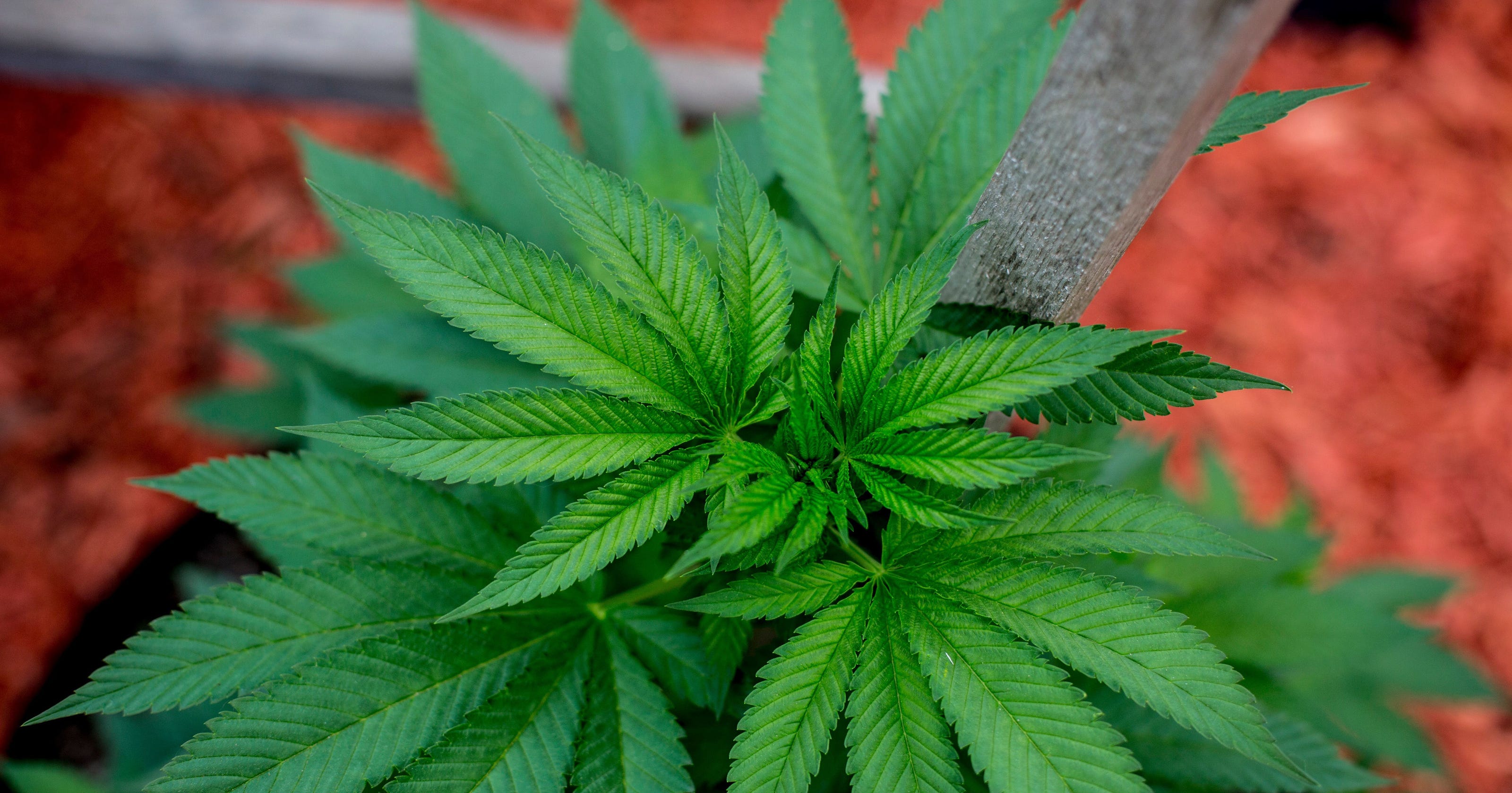 7 Reasons Why Ohio Wont Be Selling Medical Marijuana This Week - 