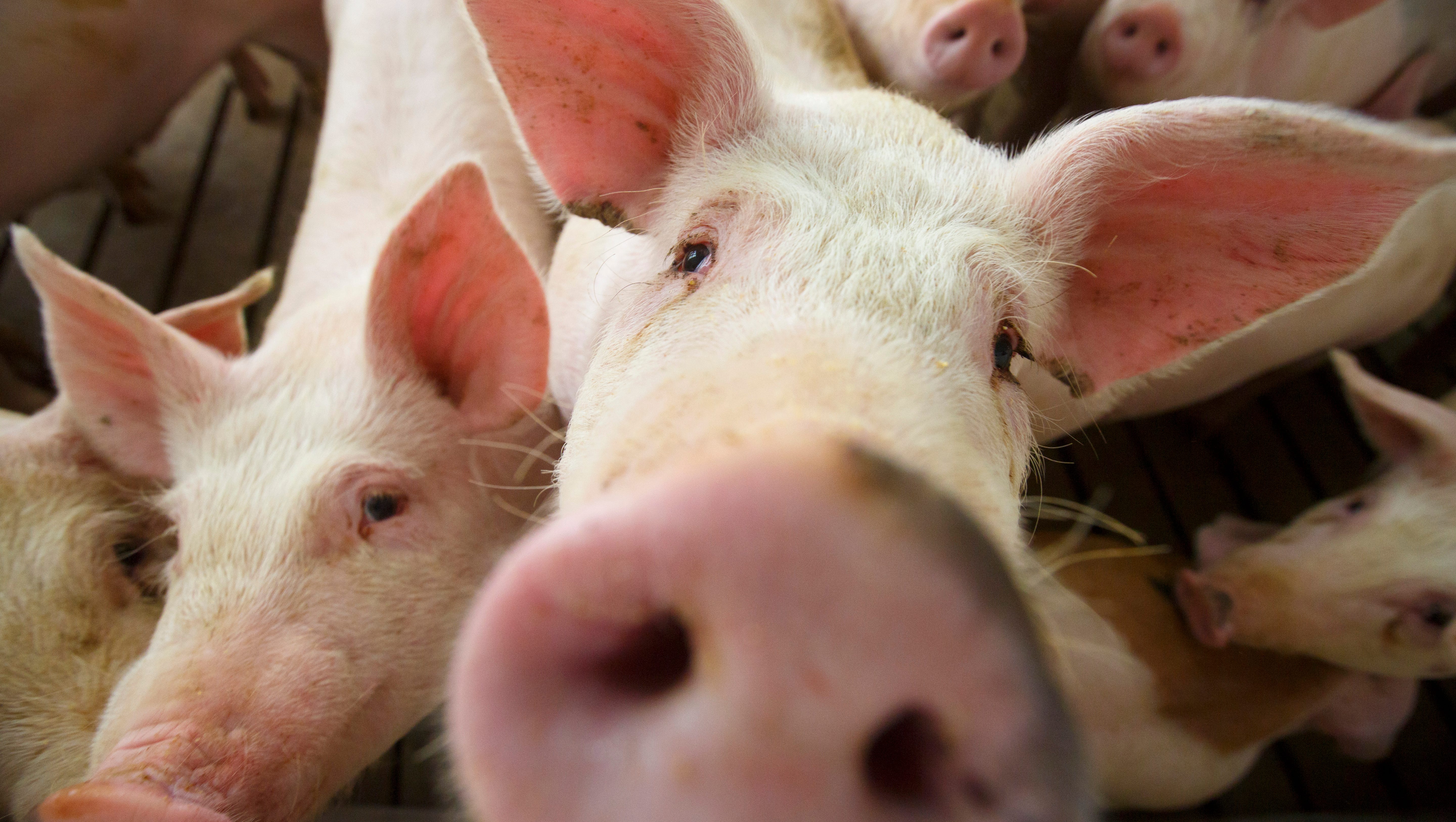 Iowa could support 45,700 CAFOs, but should leaders consider limits? Iowa could support 45,700 CAFOs, but should leaders consider limits?