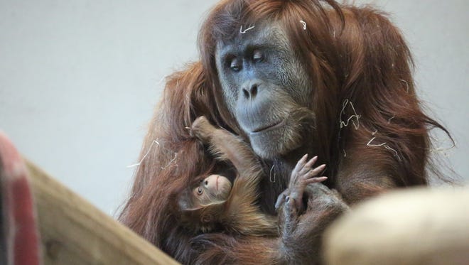 Cerah, a critically endangered Sumatran orangutan, is pictured in this file photo from the Denver Zoo.