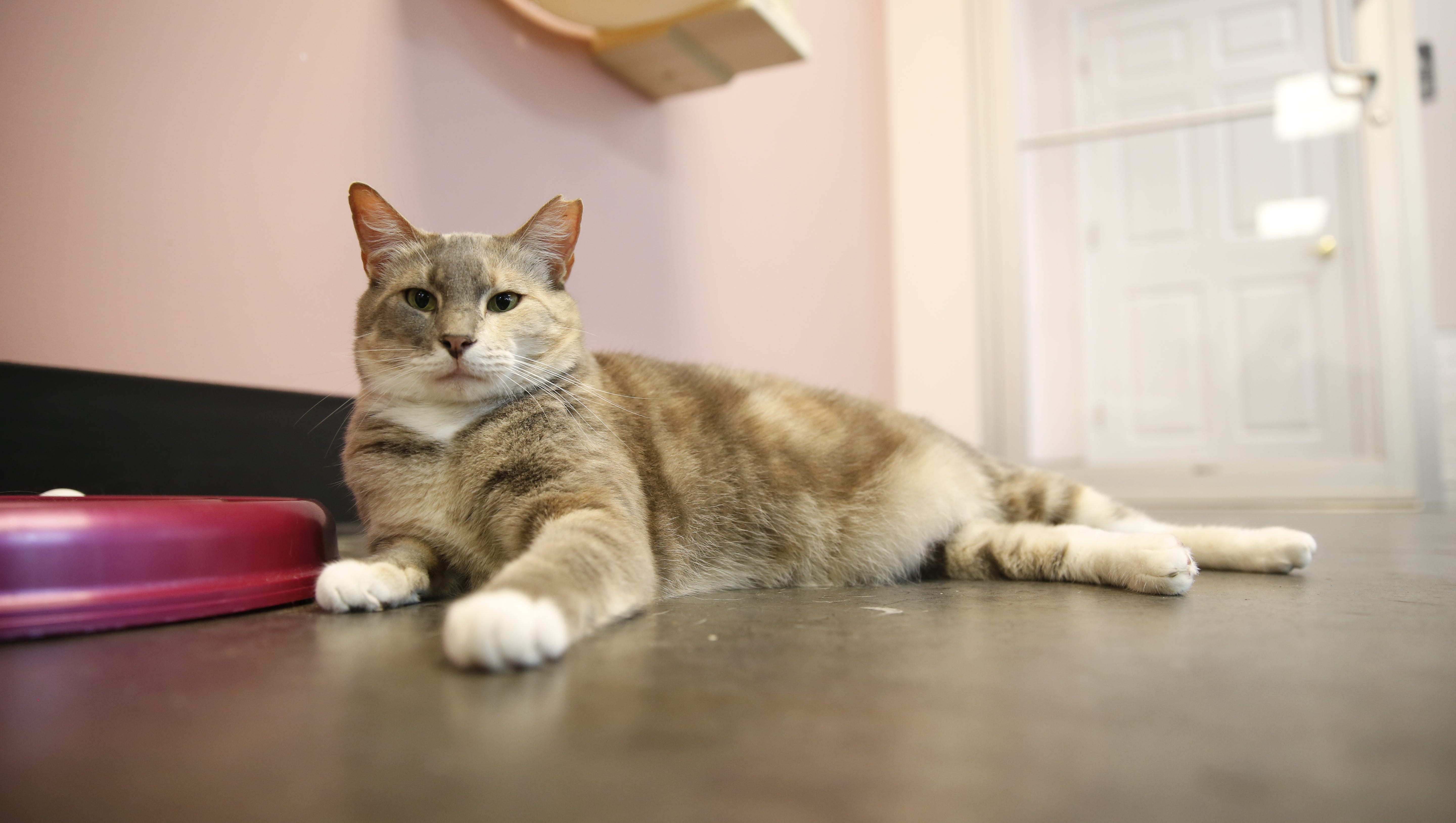 Tally S Cat Cafe Is Now Open For Business