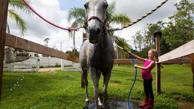 Caroline Meyers, 6, washes paint off Penny the pony during a summer equestrian session at Cornerstone Farm South in Naples on Friday June 15, 2018. The program focuses on establishing a strong basic foundation of proper horsemanship and riding techniques as well as learning how to safely have fun with a horse. 