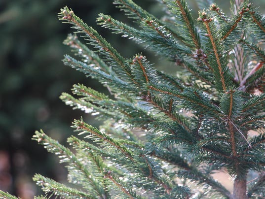 where to buy real christmas trees in new jersey new jersey christmas tree farm