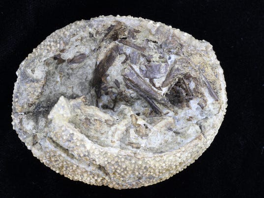 first newborn dinosaur that rarely hatch out of the egg