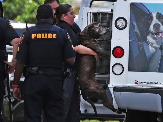 Pet Pit Bull Attacks And Kills 8 Month Old Baby Girl In