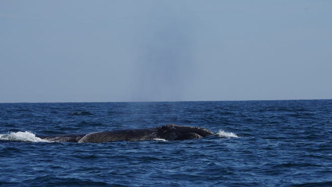 North Atlantic right whale #4680 was seen in July (2020) in the Gulf of St. Lawrence.