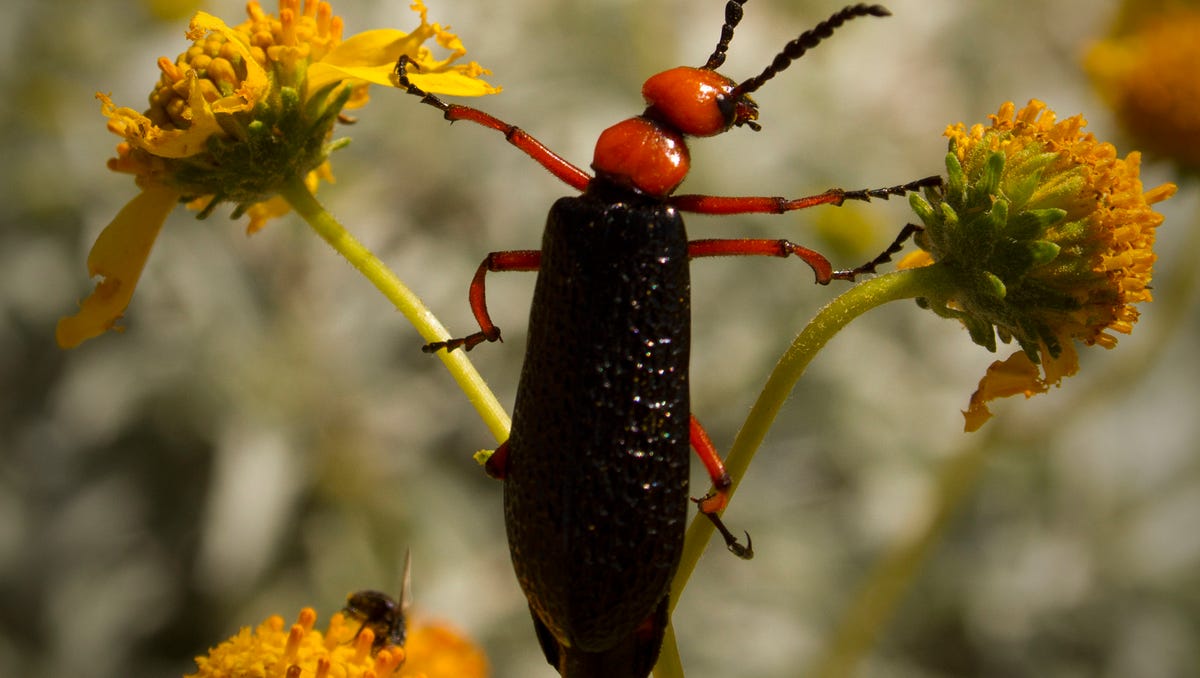 Cicadas and Palo Verde beetles? Harmless. But these Arizona bugs and reptiles can hurt you