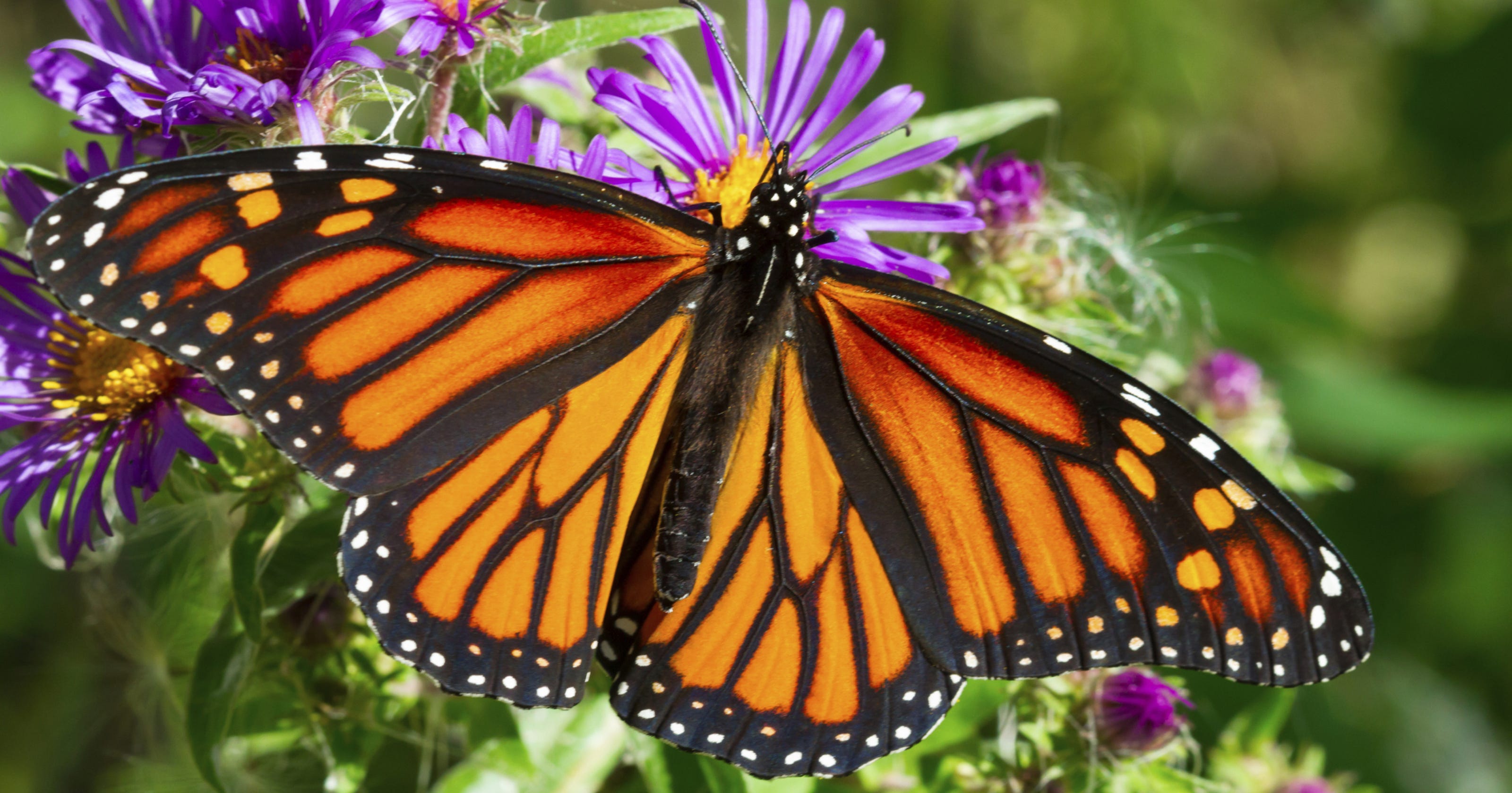 Image result for monarch butterfly photos free