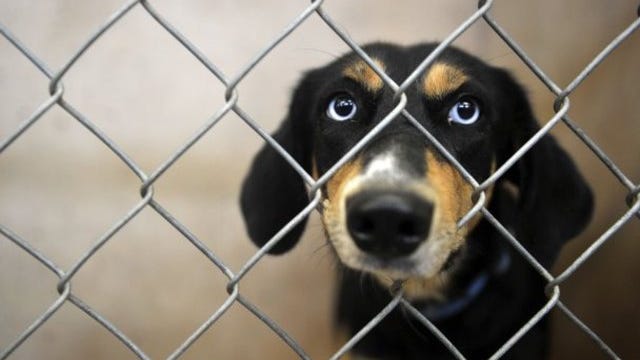 A dog in her cage at the Abilene Animal Shelter in September 2013.