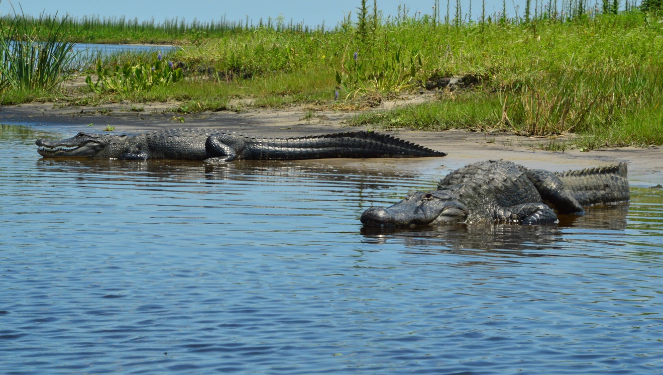 Tourists to Florida fascinated with alligators