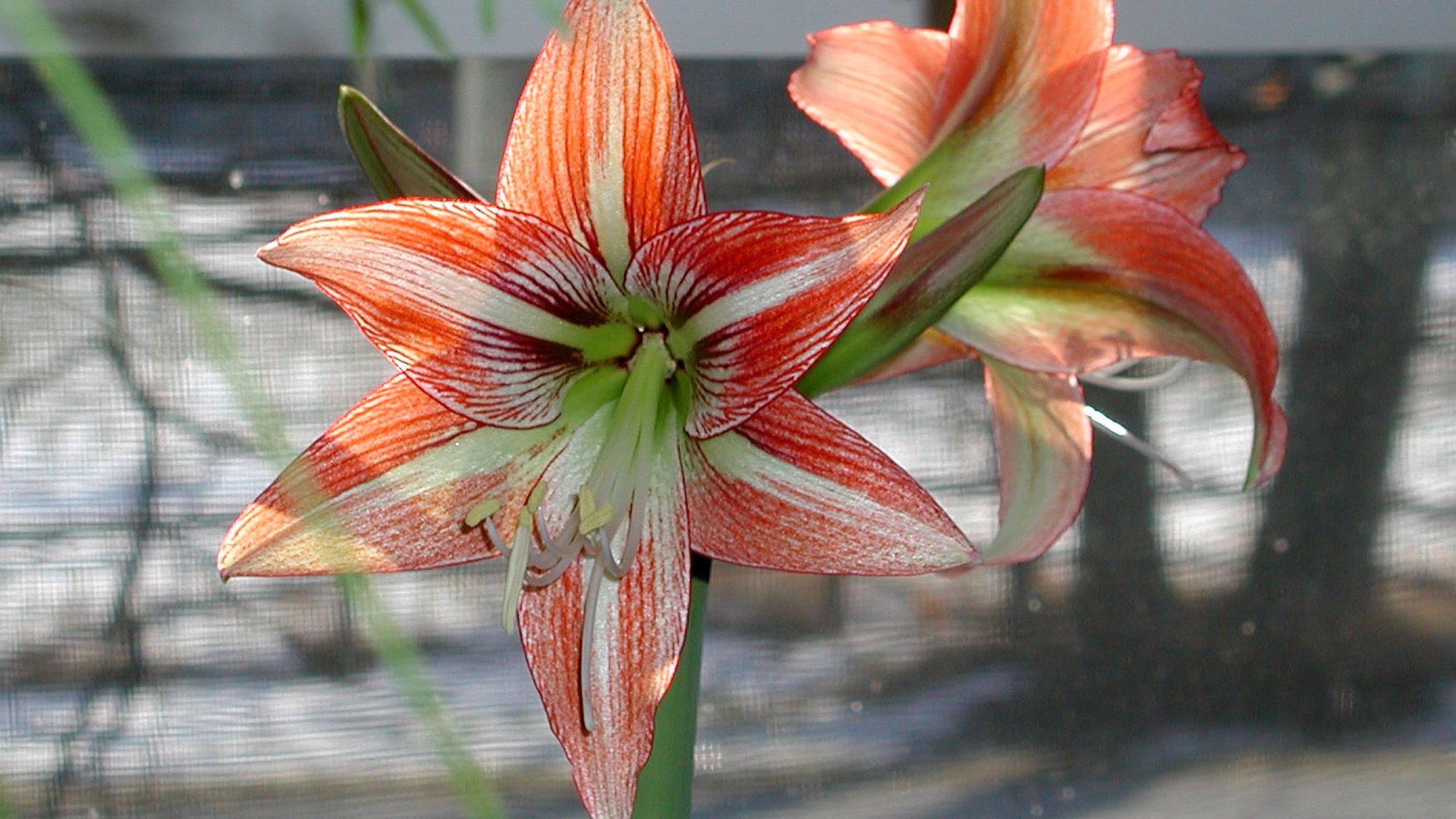 Prepping Amaryllis For Colorful Christmas Show