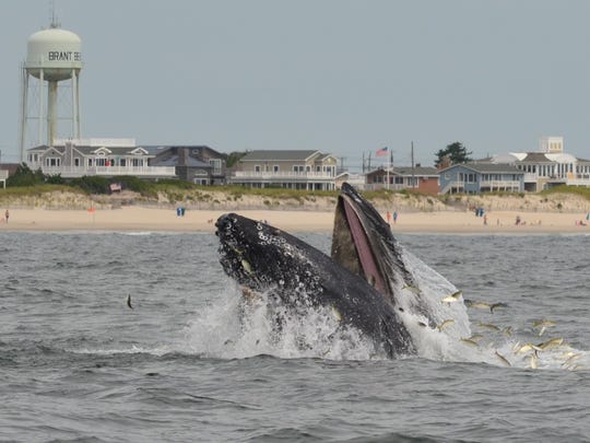 Whale Sightings In Nj 7 Amazing Encounters At The Jersey Shore