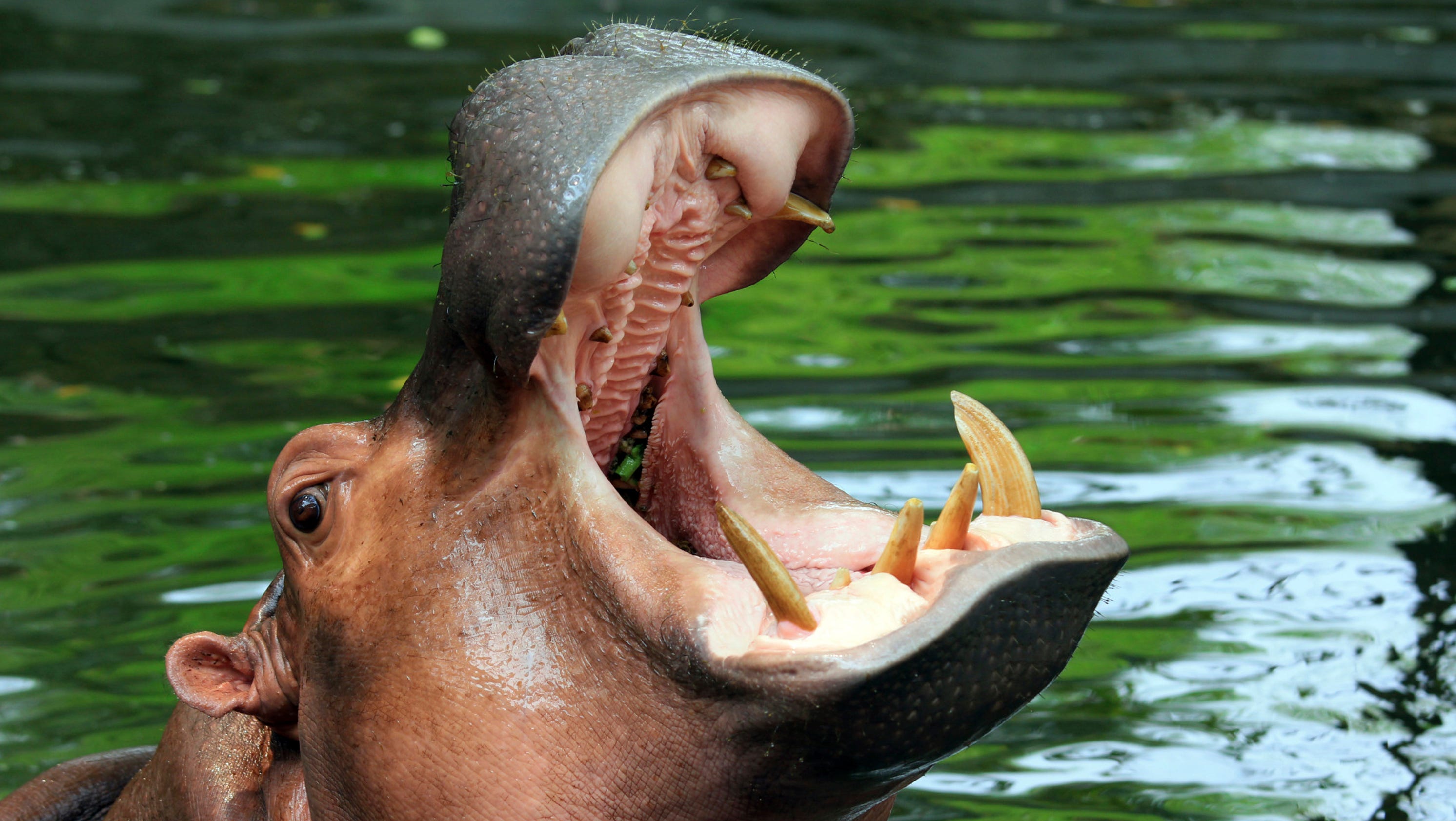 America #39 s best zoos