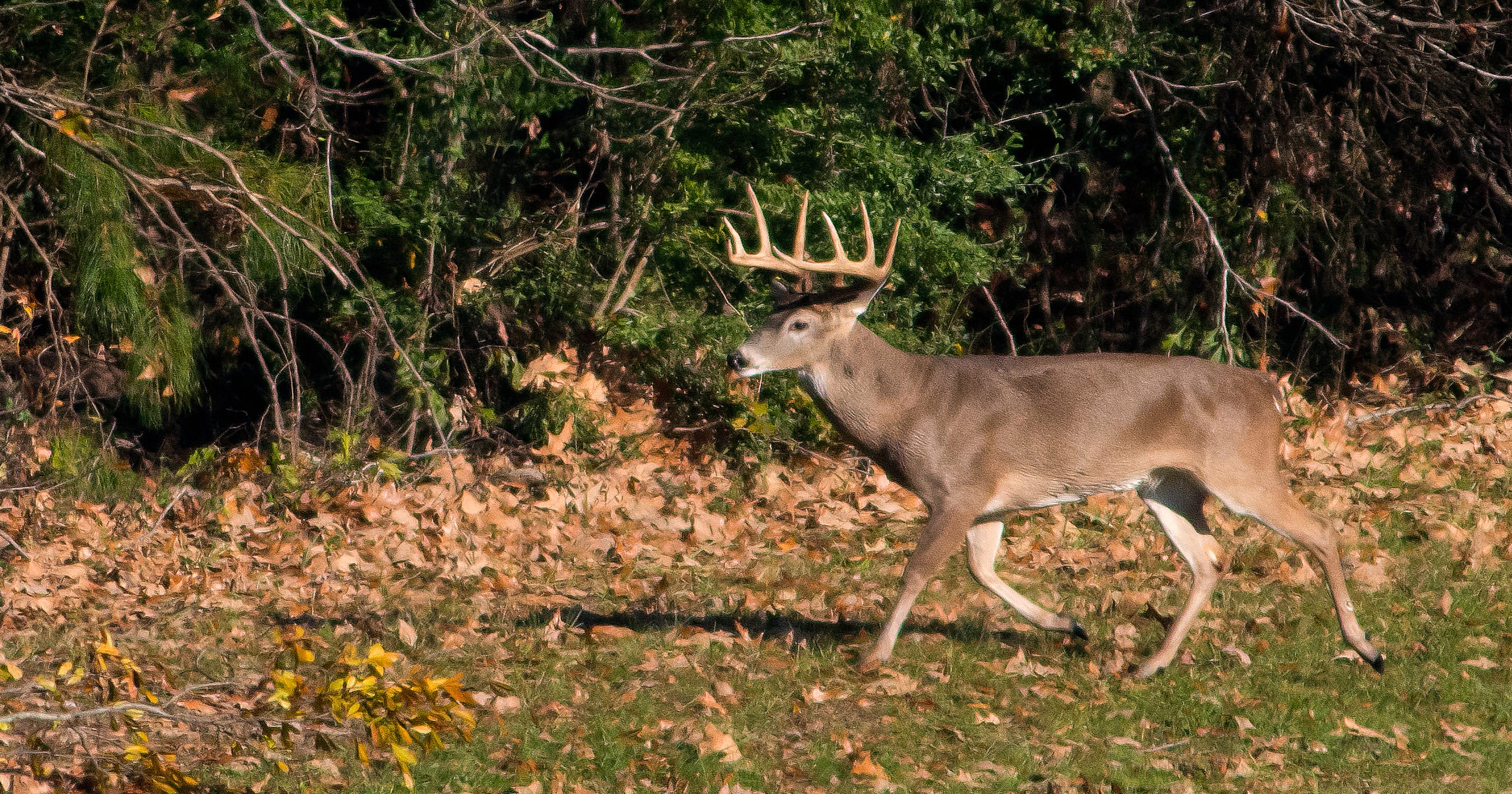 Chronic wasting disease in Mississippi deer