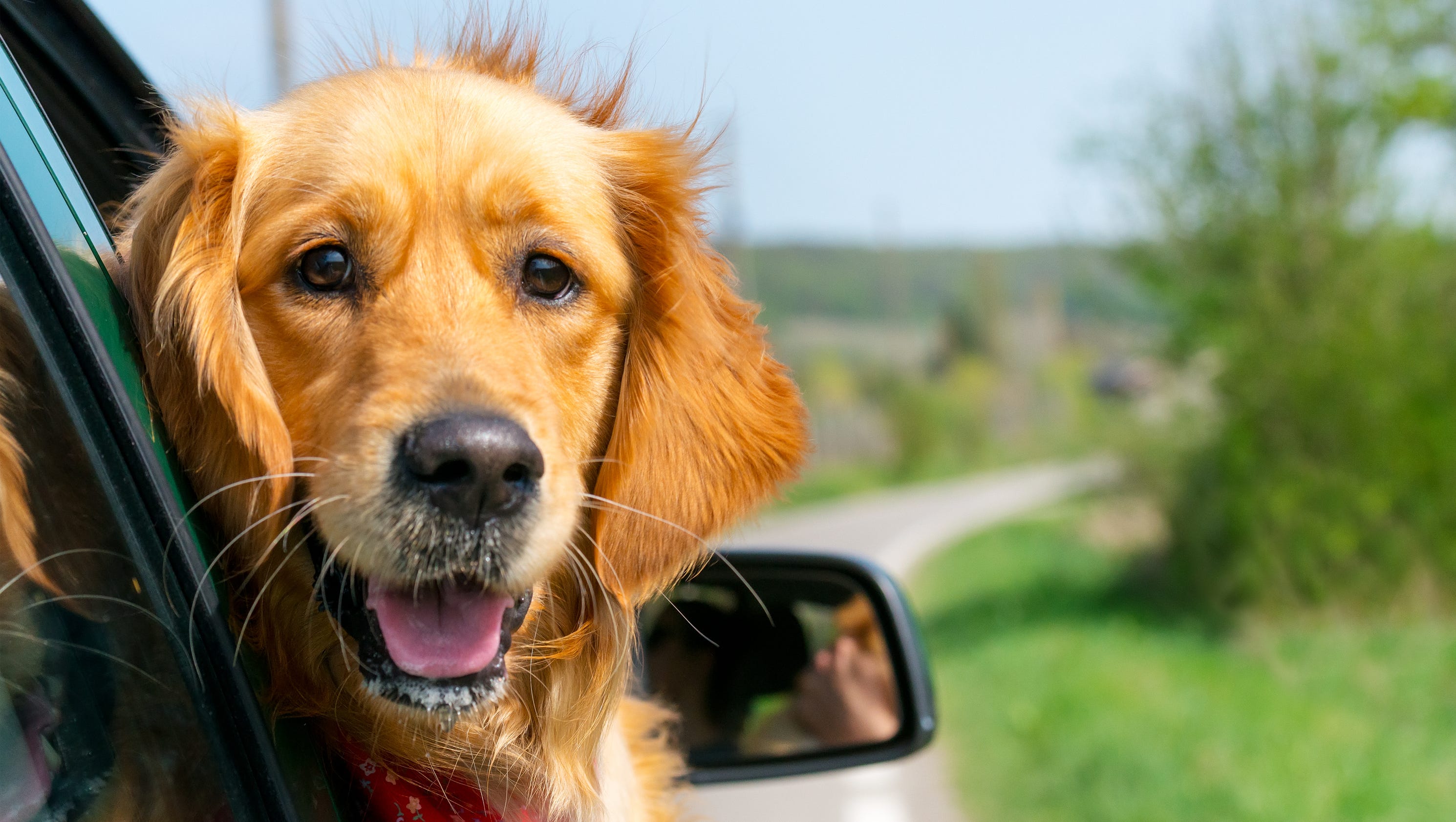 with dogs here are the best new vehicles for traveling with dogs with dogs here are the best new vehicles for traveling with dogs