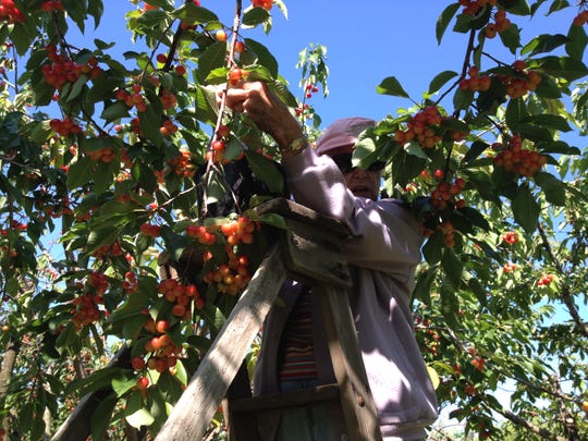 Cherry Picking Begins In Door County