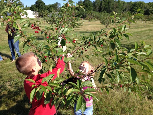 Cherry Picking Begins In Door County