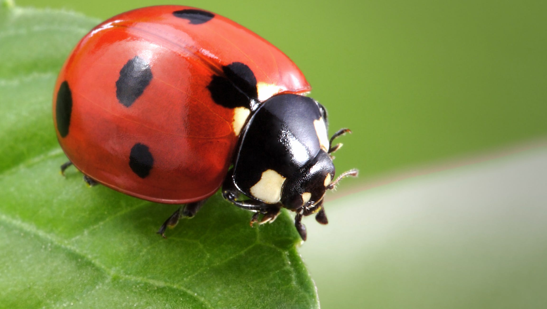 What s With All Of The Ladybugs What s With All Of The Ladybugs