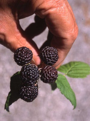 Purple foods are the color of health. One example is the black raspberry, which is a nutritional powerhouse. It is easy to grow in the home garden.