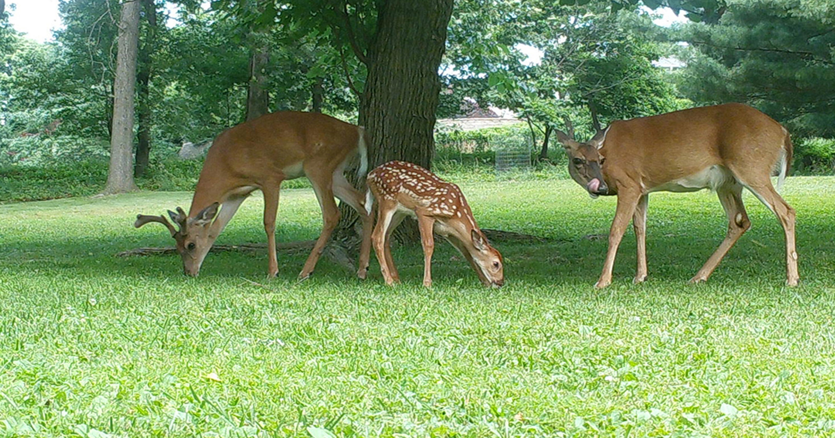 Eckert This is a good weekend for deer hunting