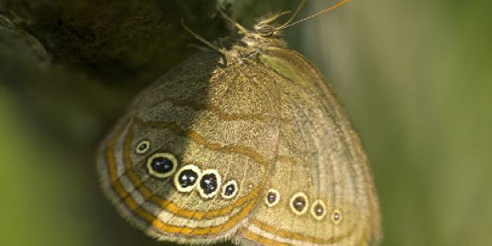 Get To Know 8 Endangered Species In Michigan