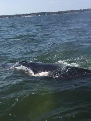 A humpback whale surfaces on the Long Island Sound near Larchmont and New Rochelle on Labor Day.