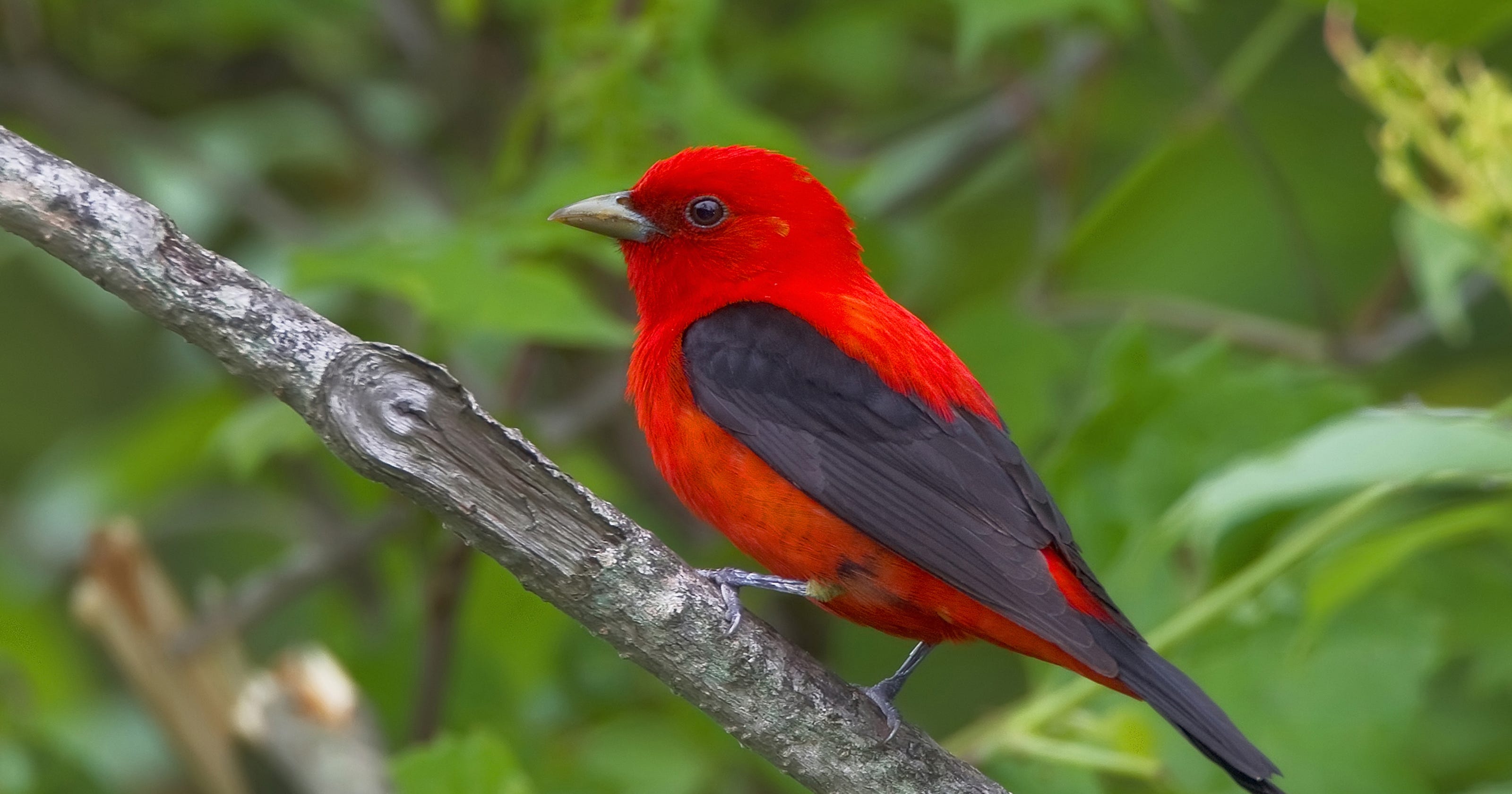 Scarlet Tanager Brightens Up Birder S Day Literally