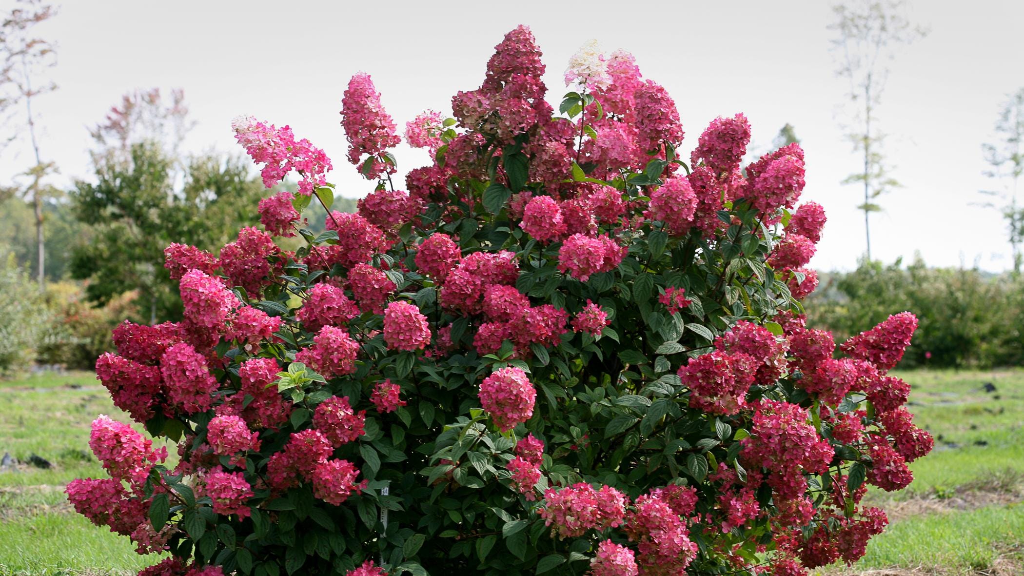 Gardening Panicled Hydrangeas Give Months Of Color Gardening Panicled Hydrangeas Give Months Of Color