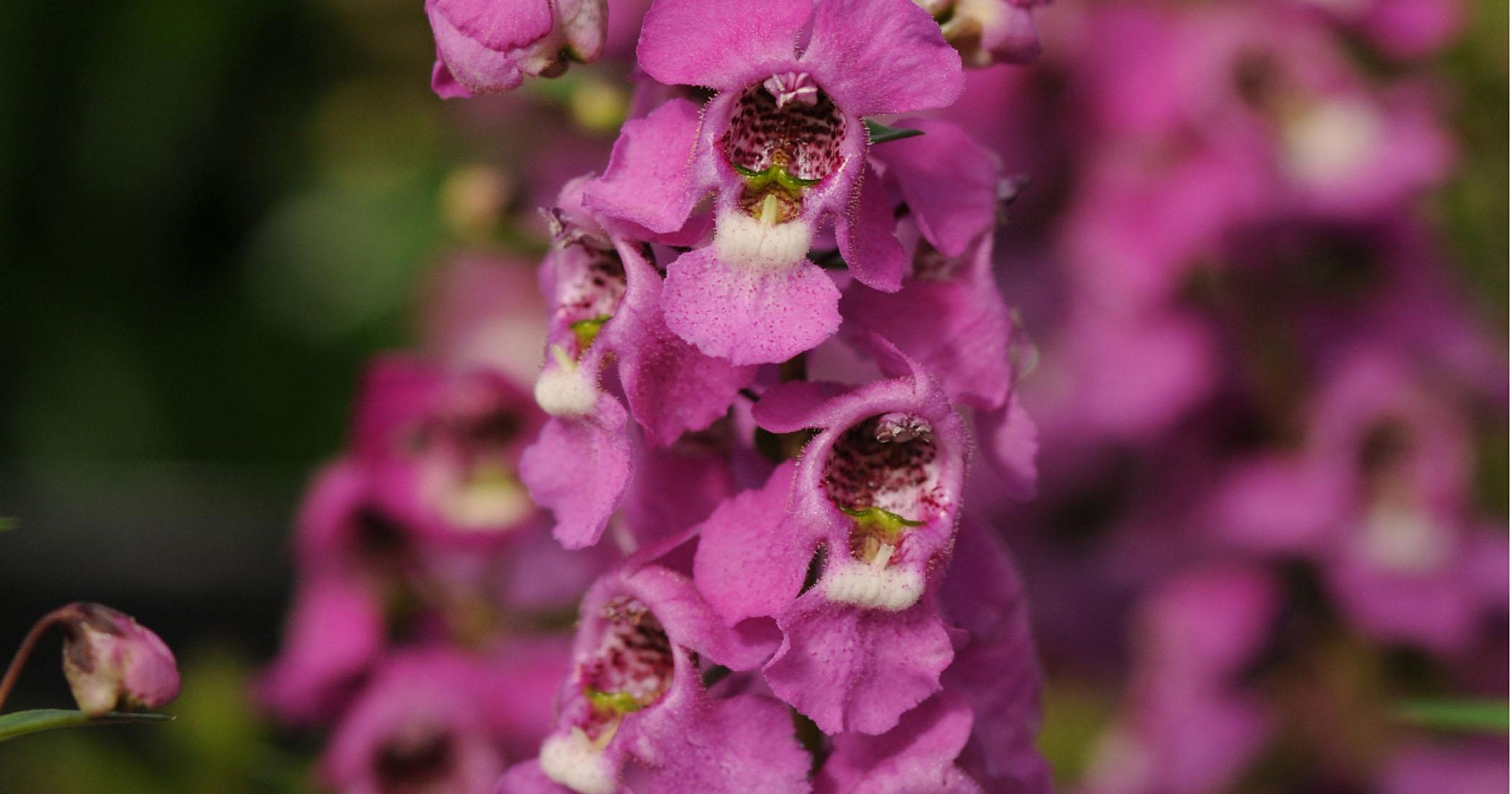 Lsu Agcenter Names Spring Super Plants