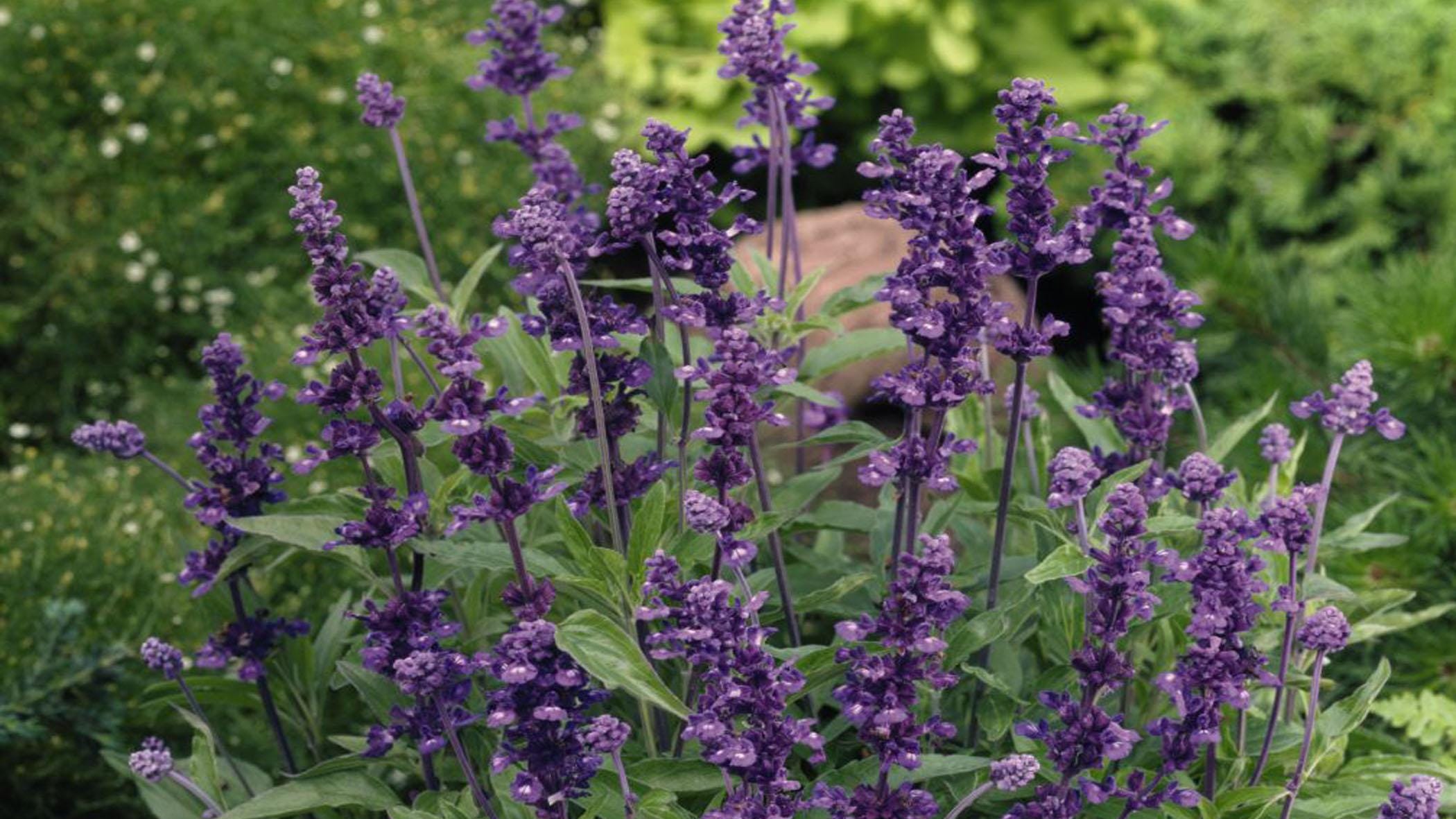 A Super Salvia For Louisiana Gardens