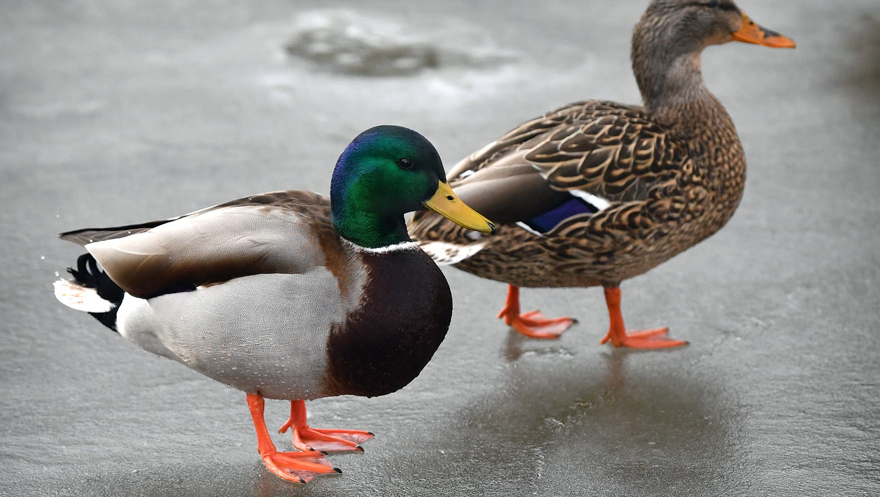 TPWD Duck hunting season looks promising