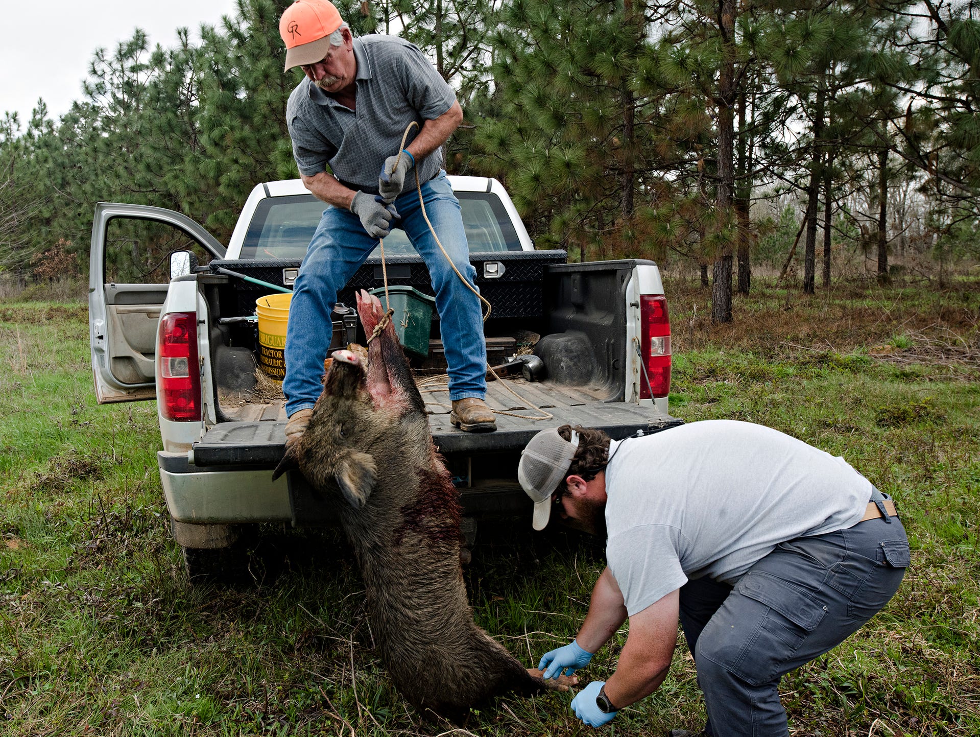 Hogs Gone Wild Once Established Feral Hogs Hard To Contain