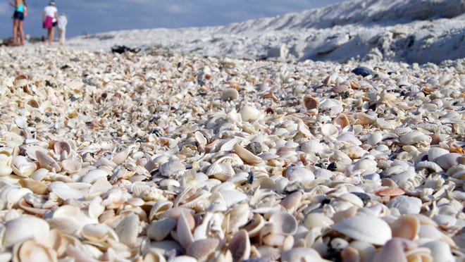 Sanibel Island and neighboring islands are great places to collect sea shells.