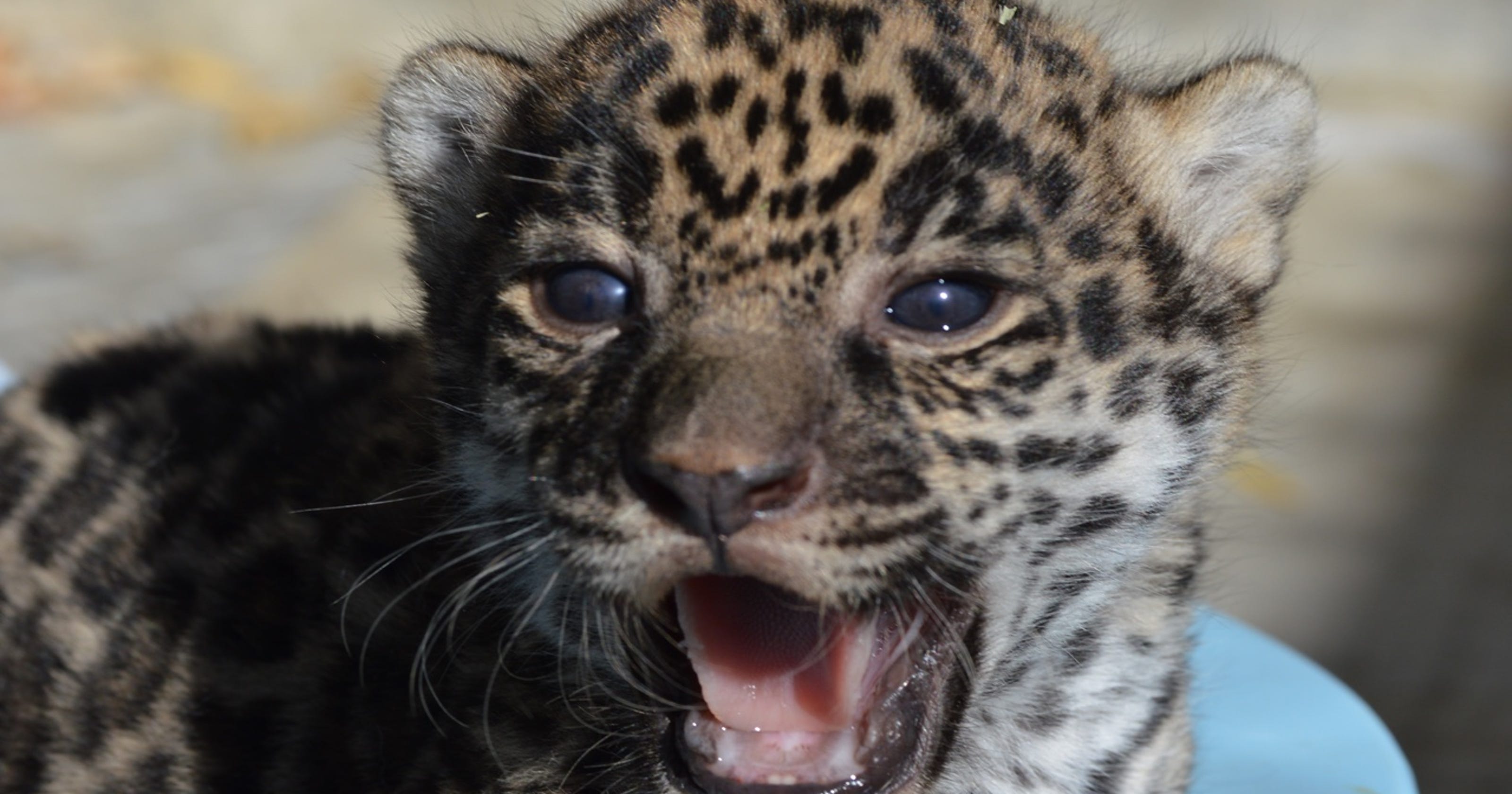 UPDATE Living Desert's Jaguar cub passes first wellbaby exam