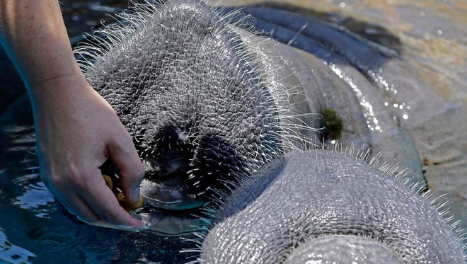 In this photo taken Wednesday, Aug. 6, 2014, manatee Juliet feeds at the Miami Seaquarium in Key Biscayne, Fla. The U.S. Fish and Wildlife Service is reviewing whether the manatee should be reclassified as a “threatened” species, which would allow some flexibility for federal officials as the species recovers while maintaining most of the protections afforded to animals listed as endangered.