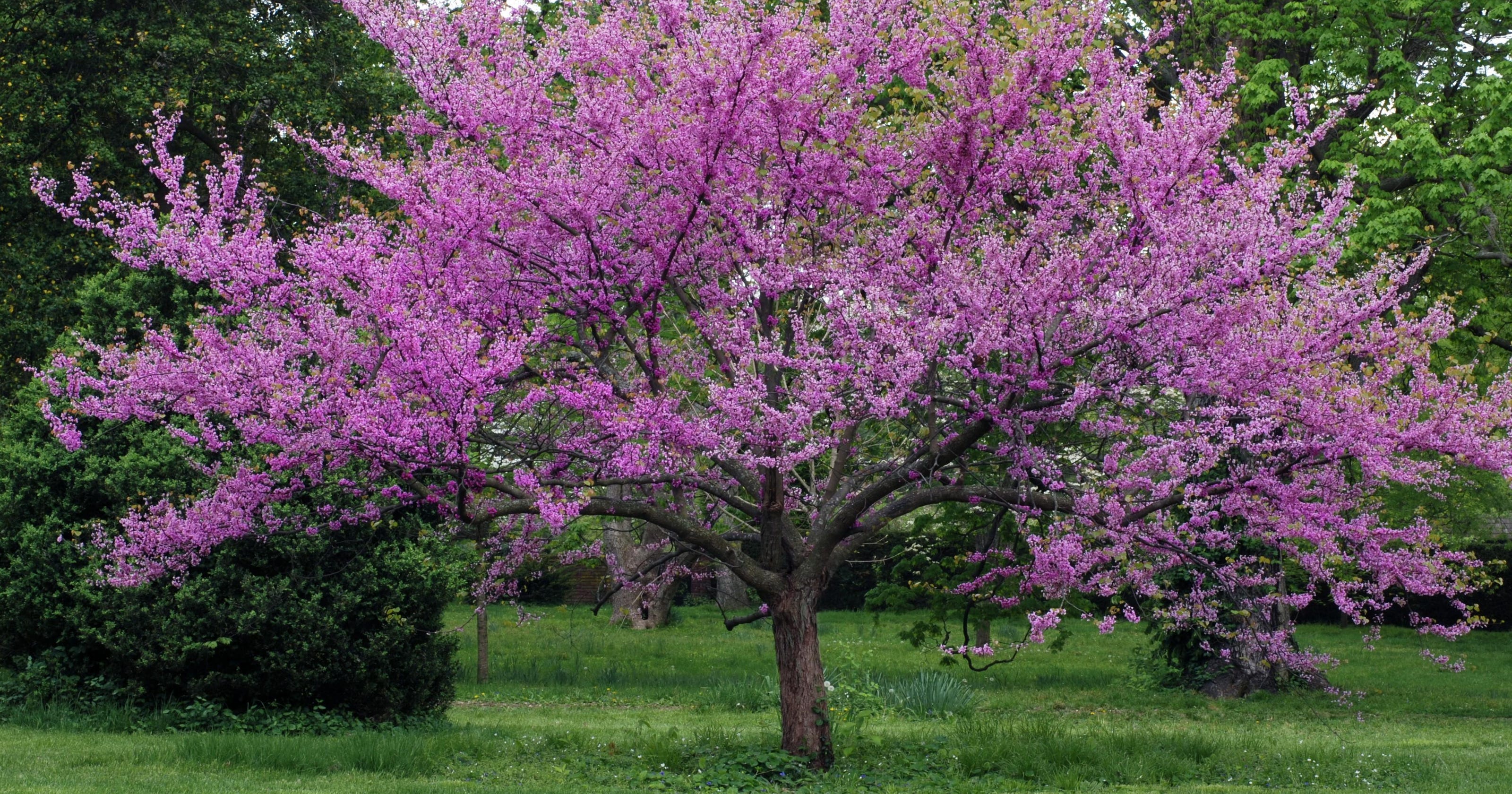 Meet the Redbud tree