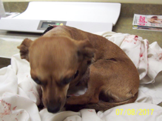 Leia, a 4-year-old Chihuahua was dragged for a half