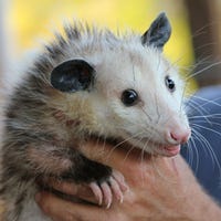 Air rifle to kill possum