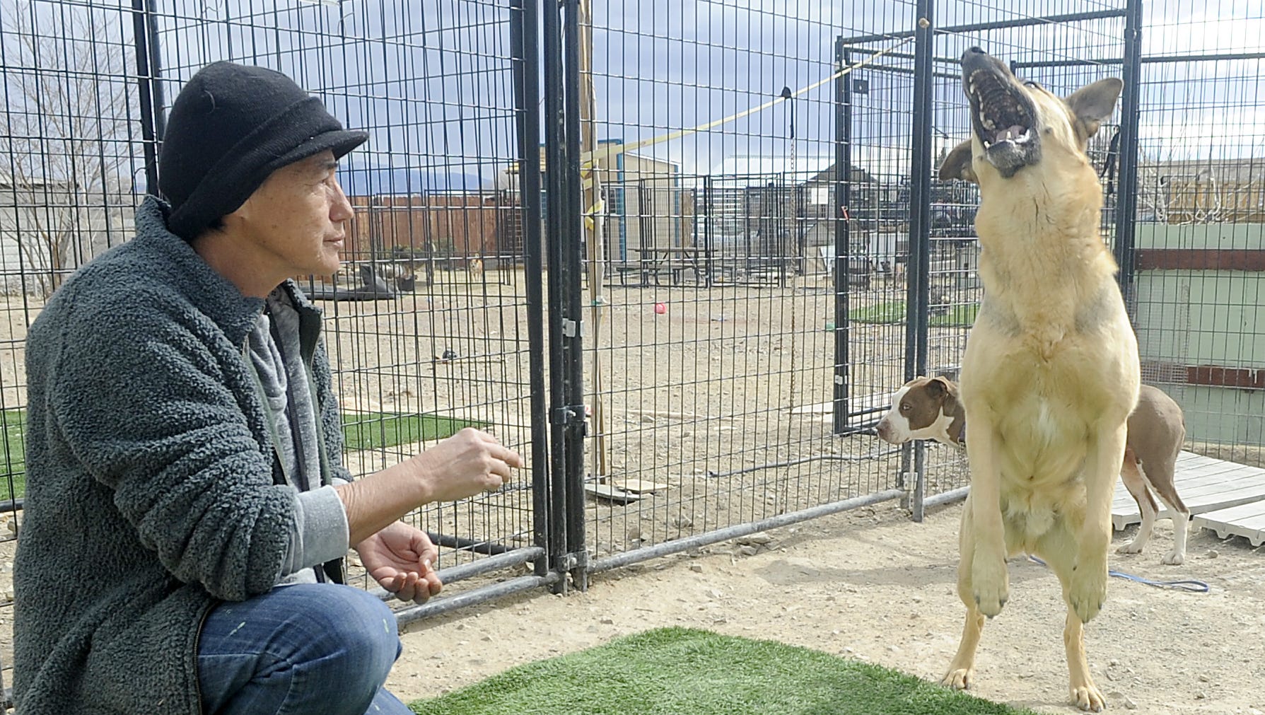 mason dog kennels