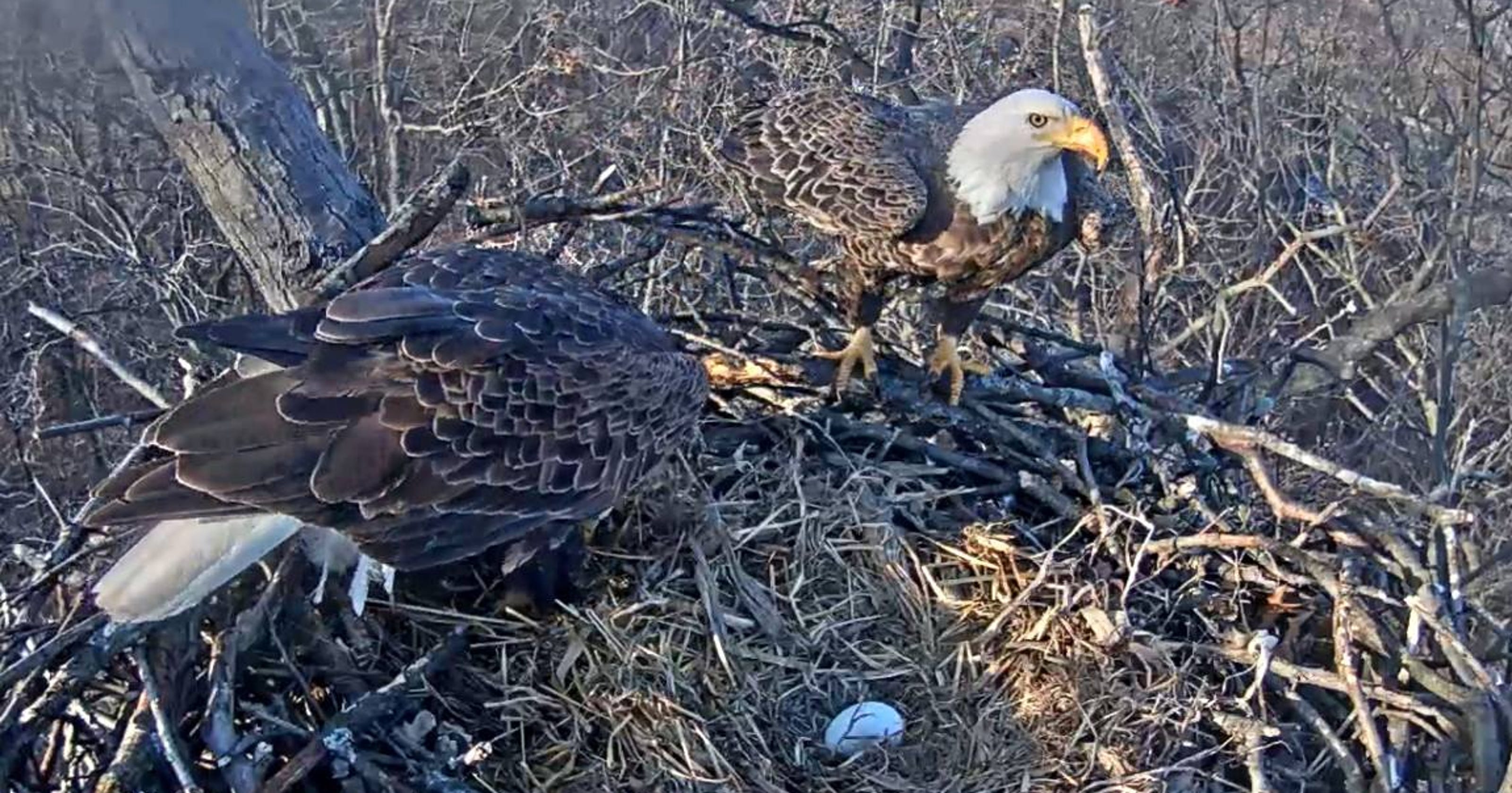 Pa. Game Commission drops Hanover eagle cam, others prepare to take over