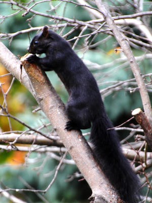 Black squirrel.