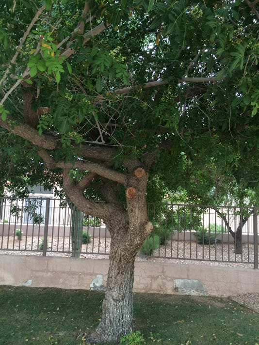 Cypress trees have become wasp condos