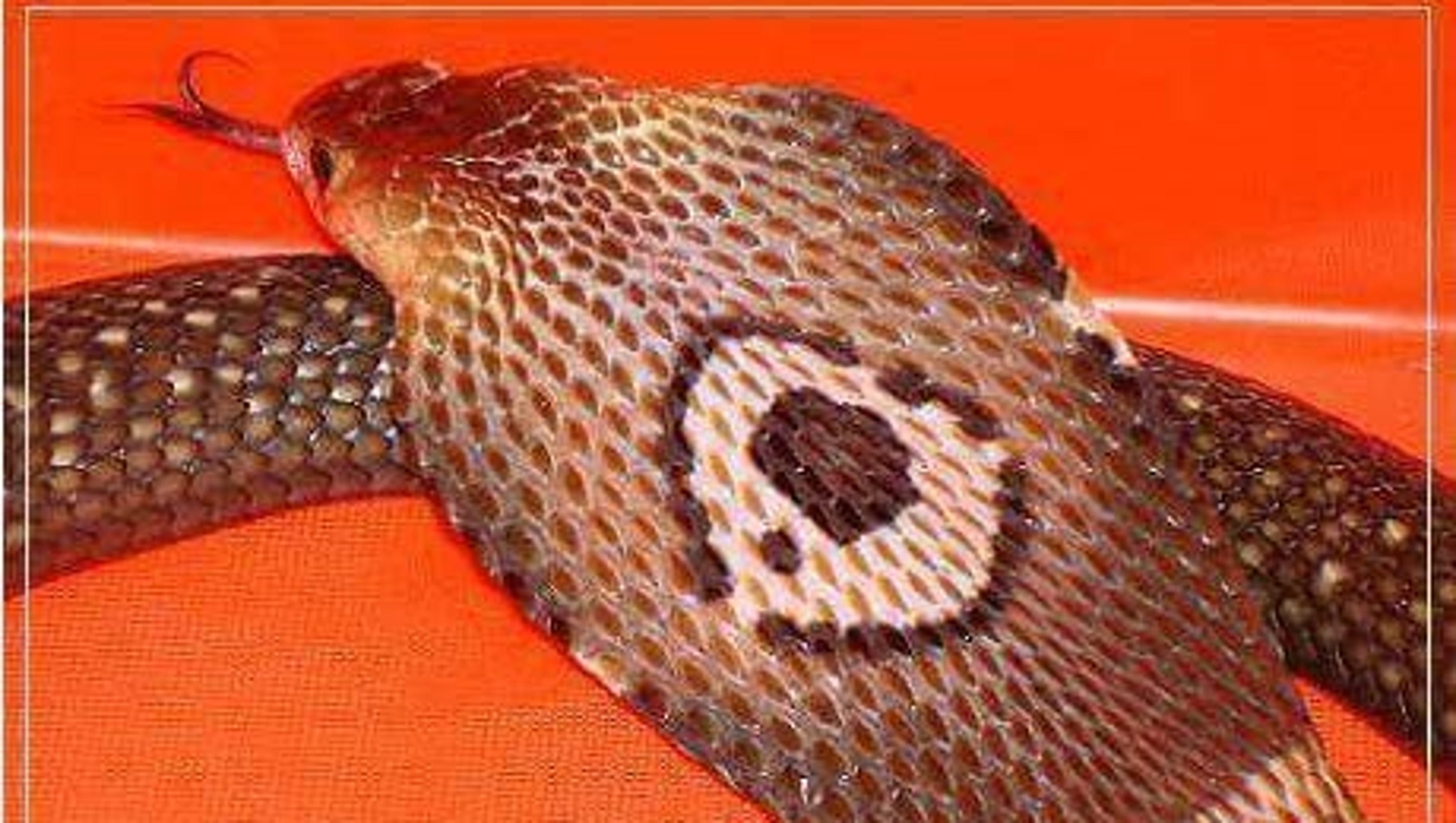 Officials search for missing pet cobra in Florida
