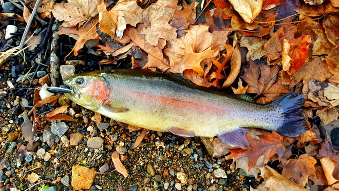 More than 184,000 freshly stocked rainbow trout will be available as anglers cast their lines on the much-anticipated opening of trout season at 8 a.m. this Saturday, April 7. ~File photo
