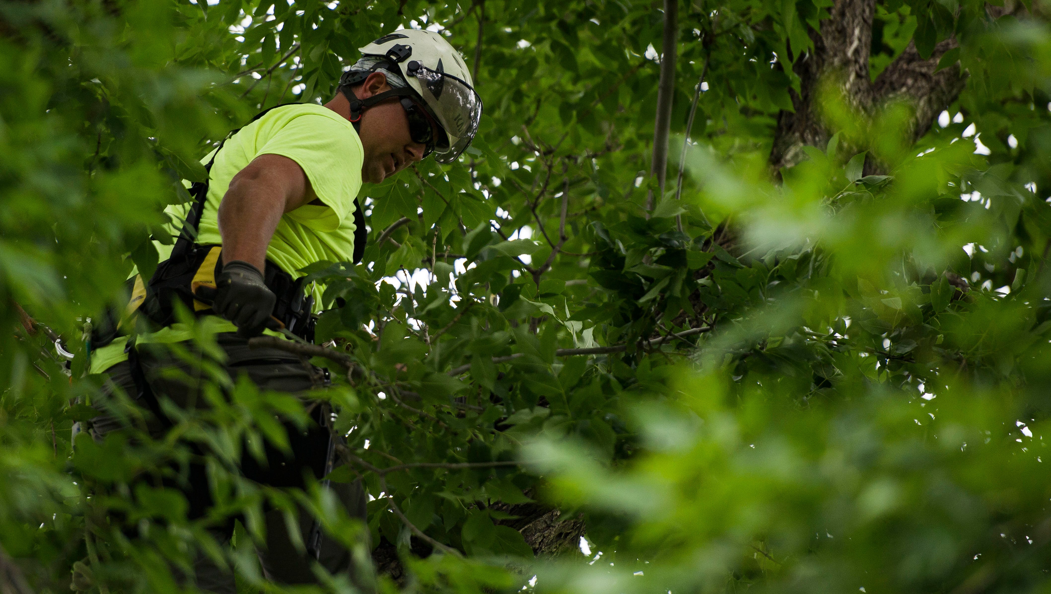 Emerald Ash Borer Is It Time To Protect Your Ash Trees