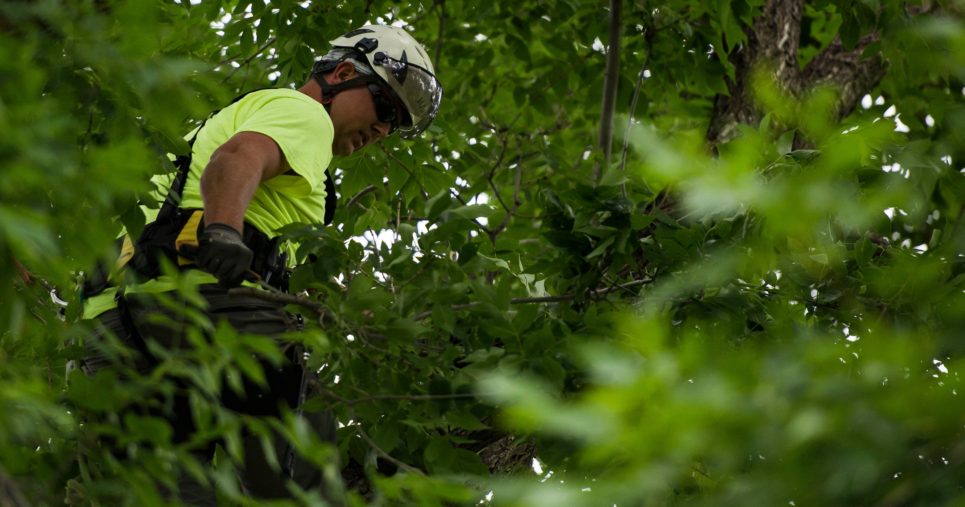 Emerald Ash Borer Is It Time To Protect Your Ash Trees