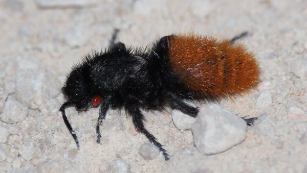 WILD ABOUT TEXAS: Wasps look cuddly, sting viciously